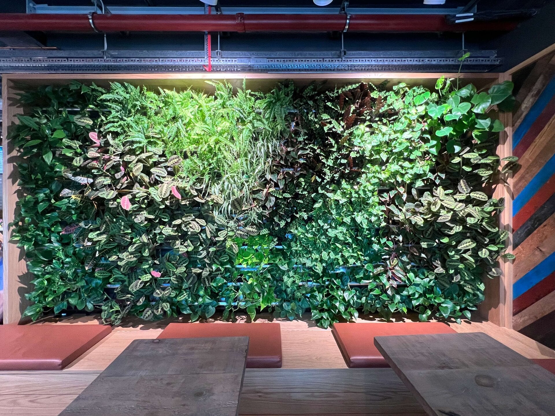 Paddington Cafe Living Wall