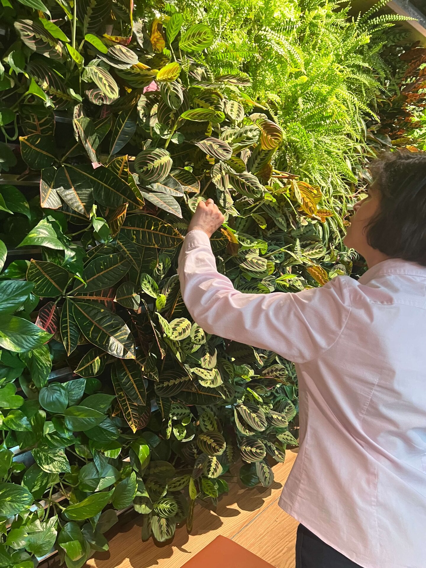 Paddington Cafe Living Wall