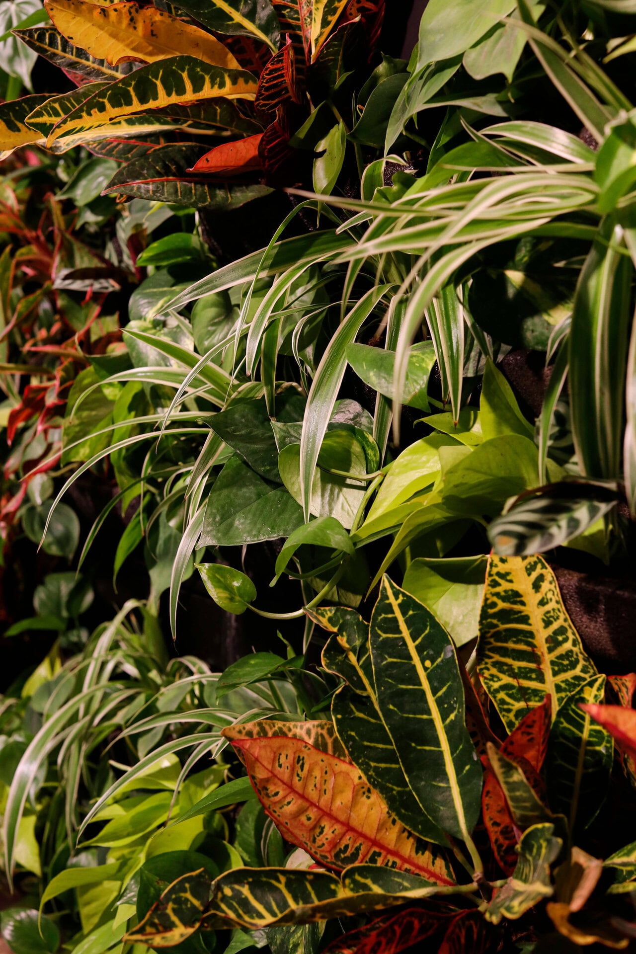 Perks & White Living Plant Wall