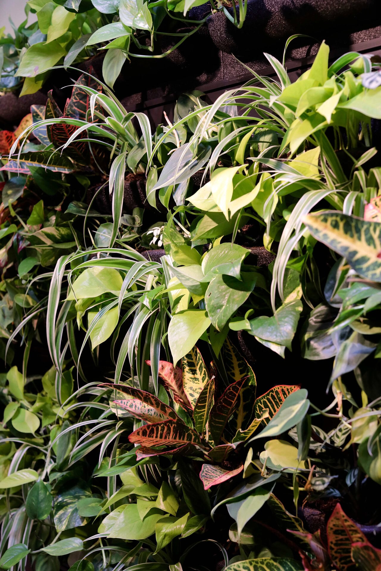 Perks & White Living Plant Wall