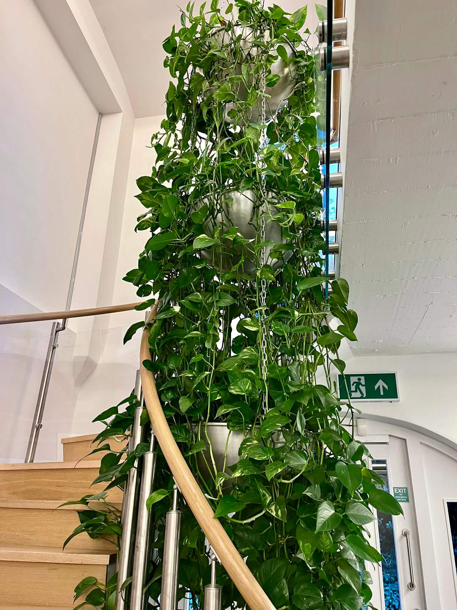 Terapia - The Bothy Living Wall