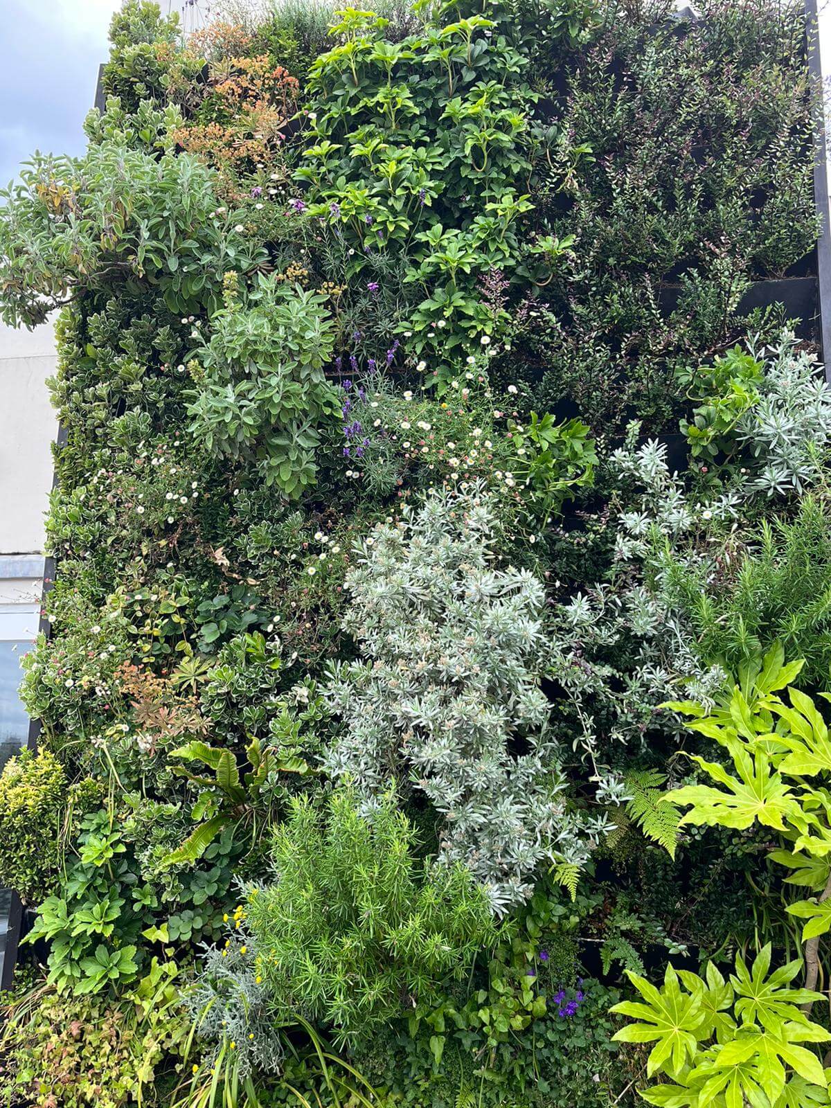 Hereford Road Living Wall
