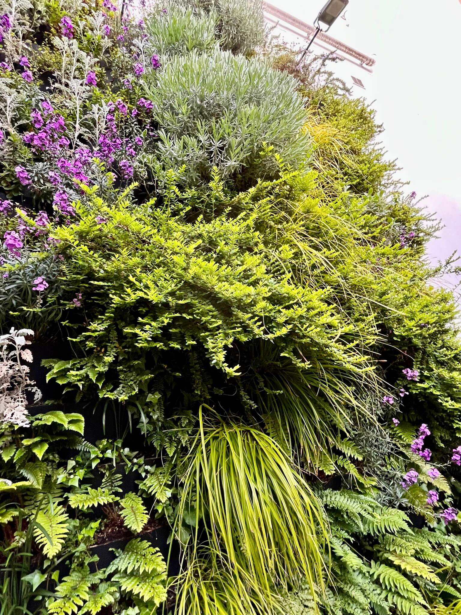 Hereford Road Living Wall