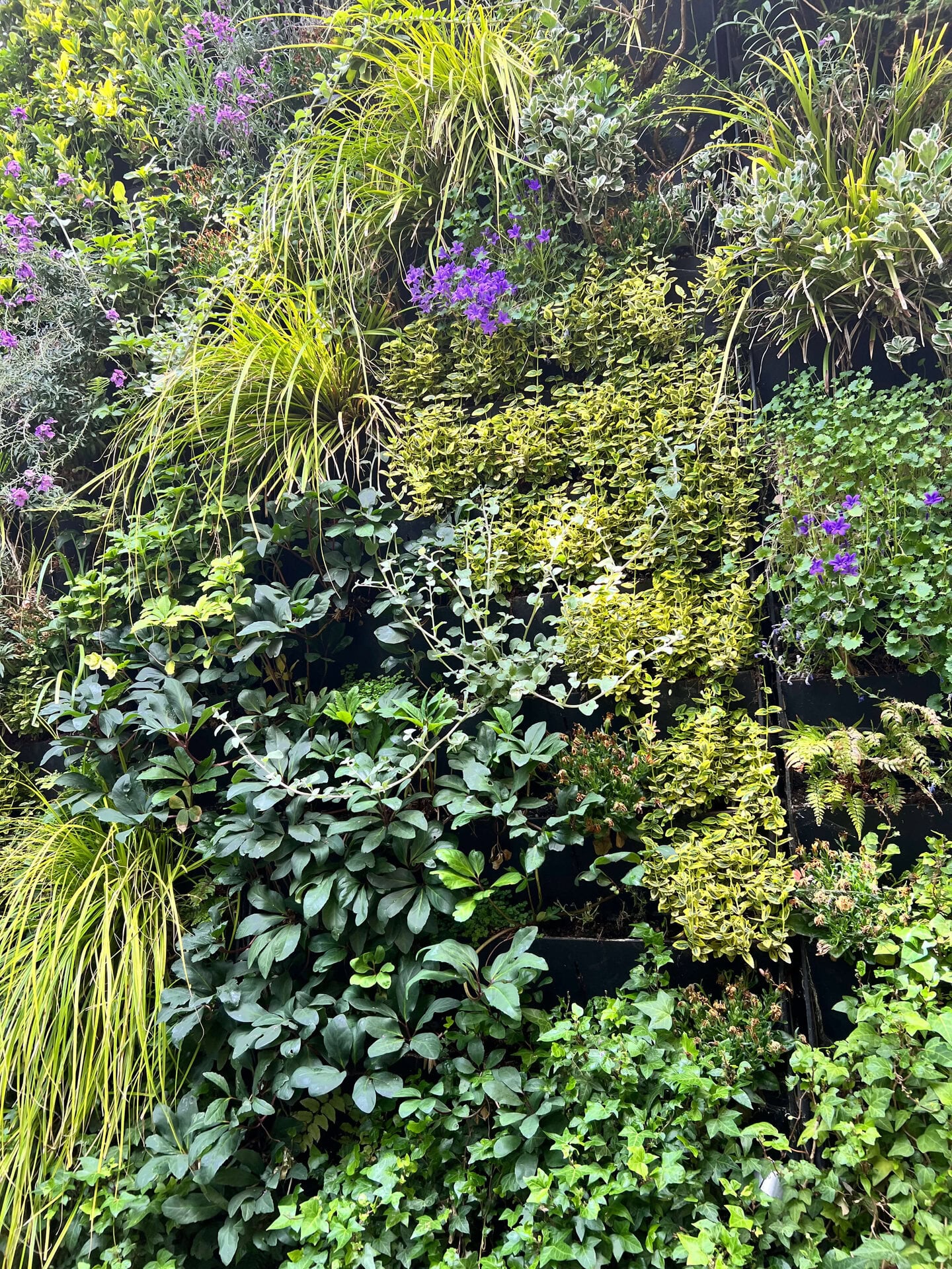 Hereford Road Living Wall