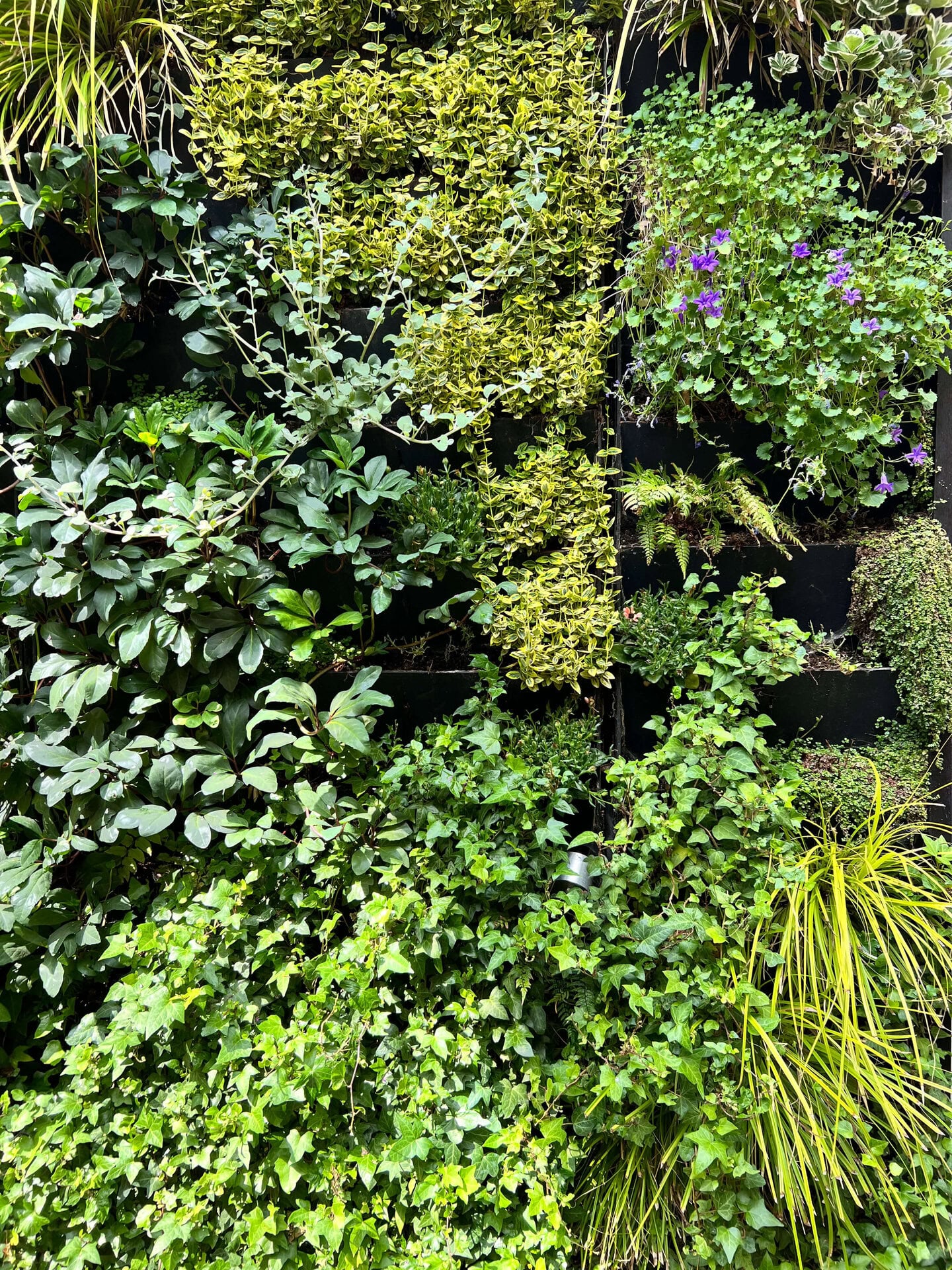 Hereford Road Living Wall