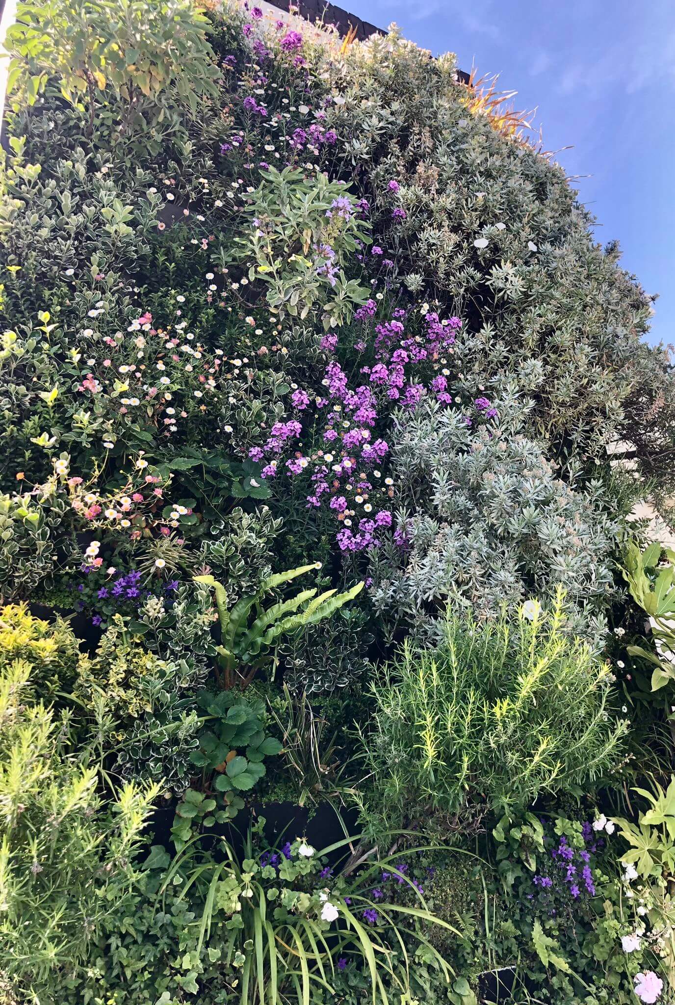 Hereford Road Living Wall