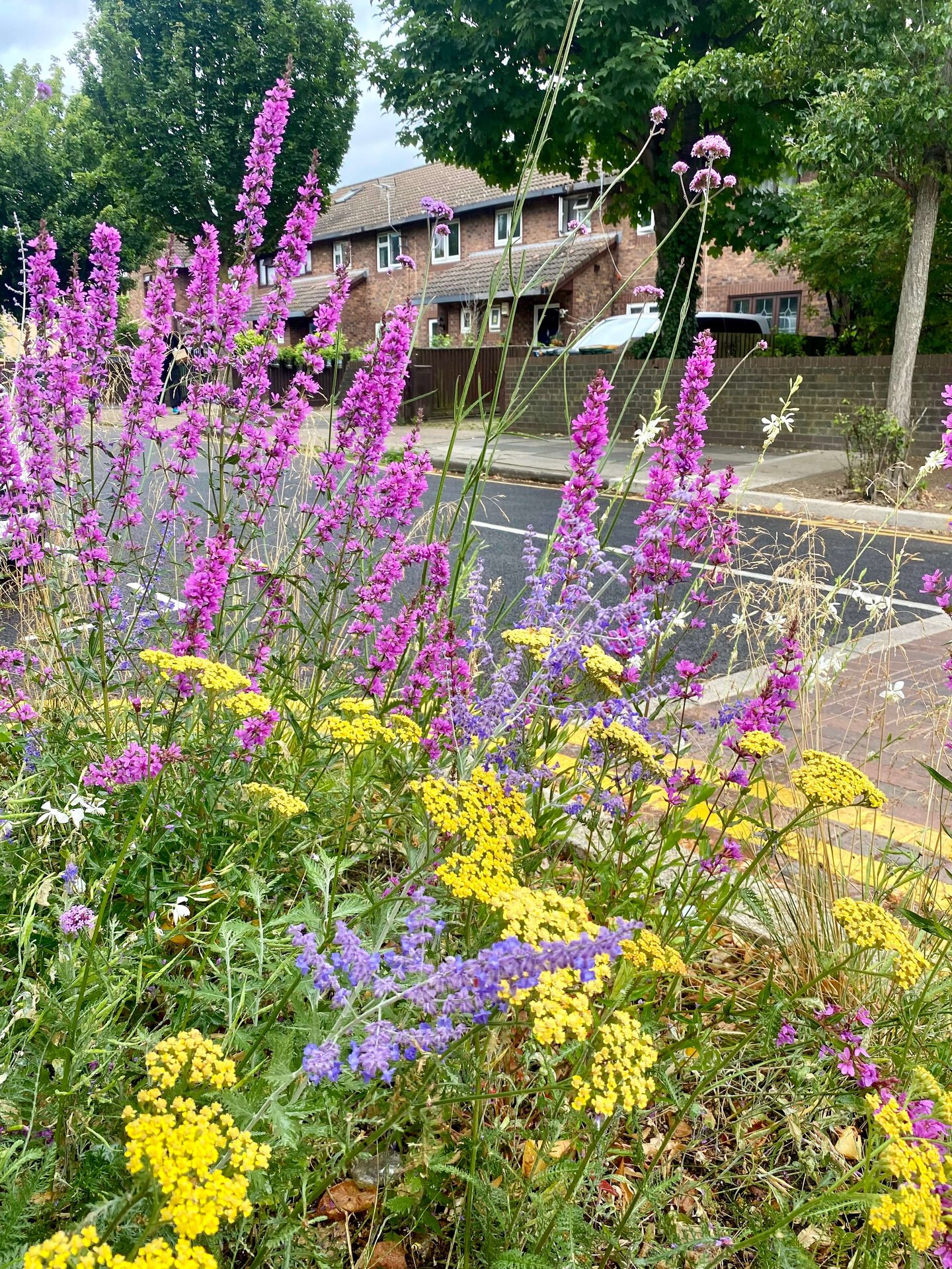 Rain Gardens across the London Borough of Newham