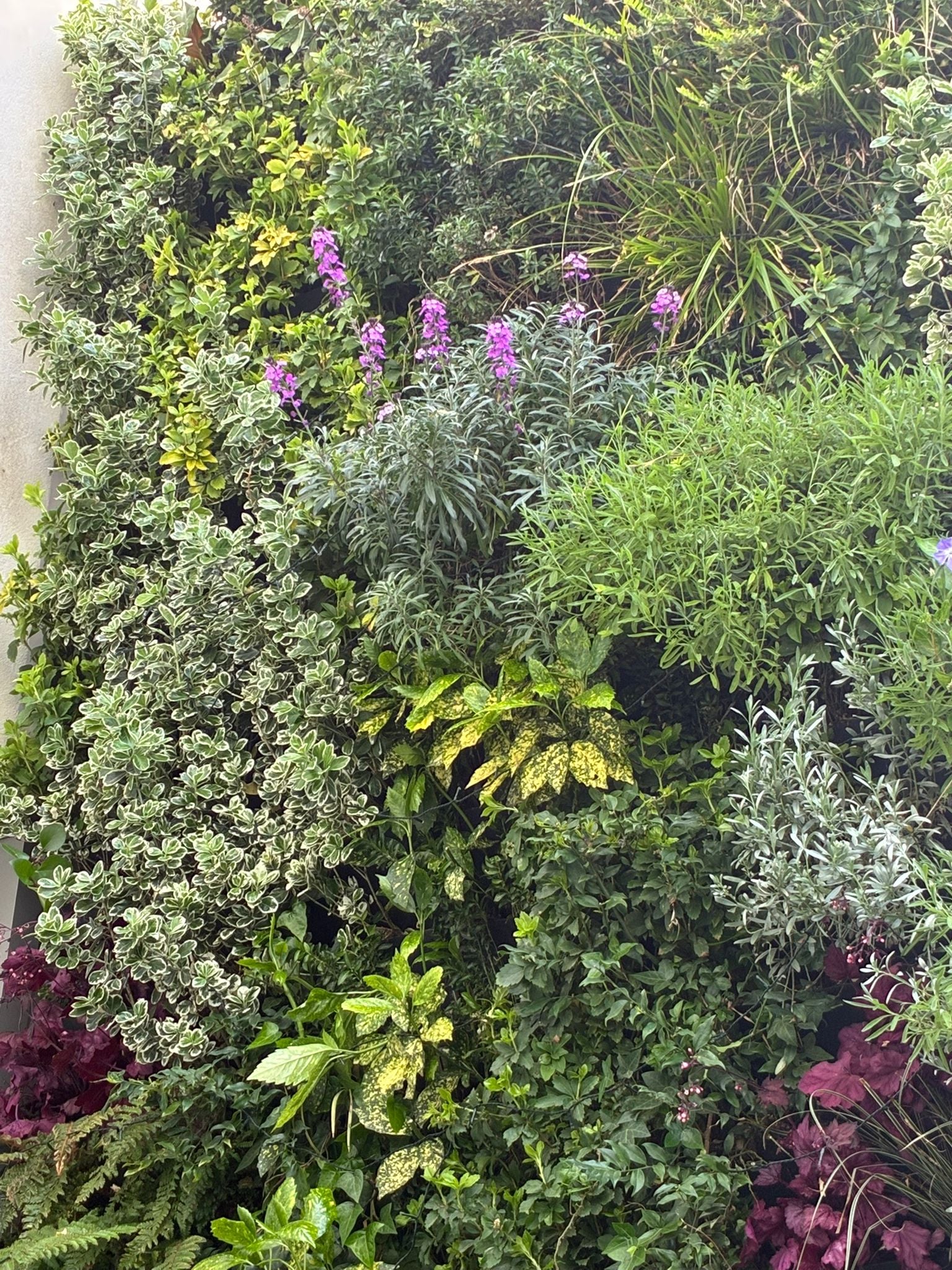 Astell St Living Wall