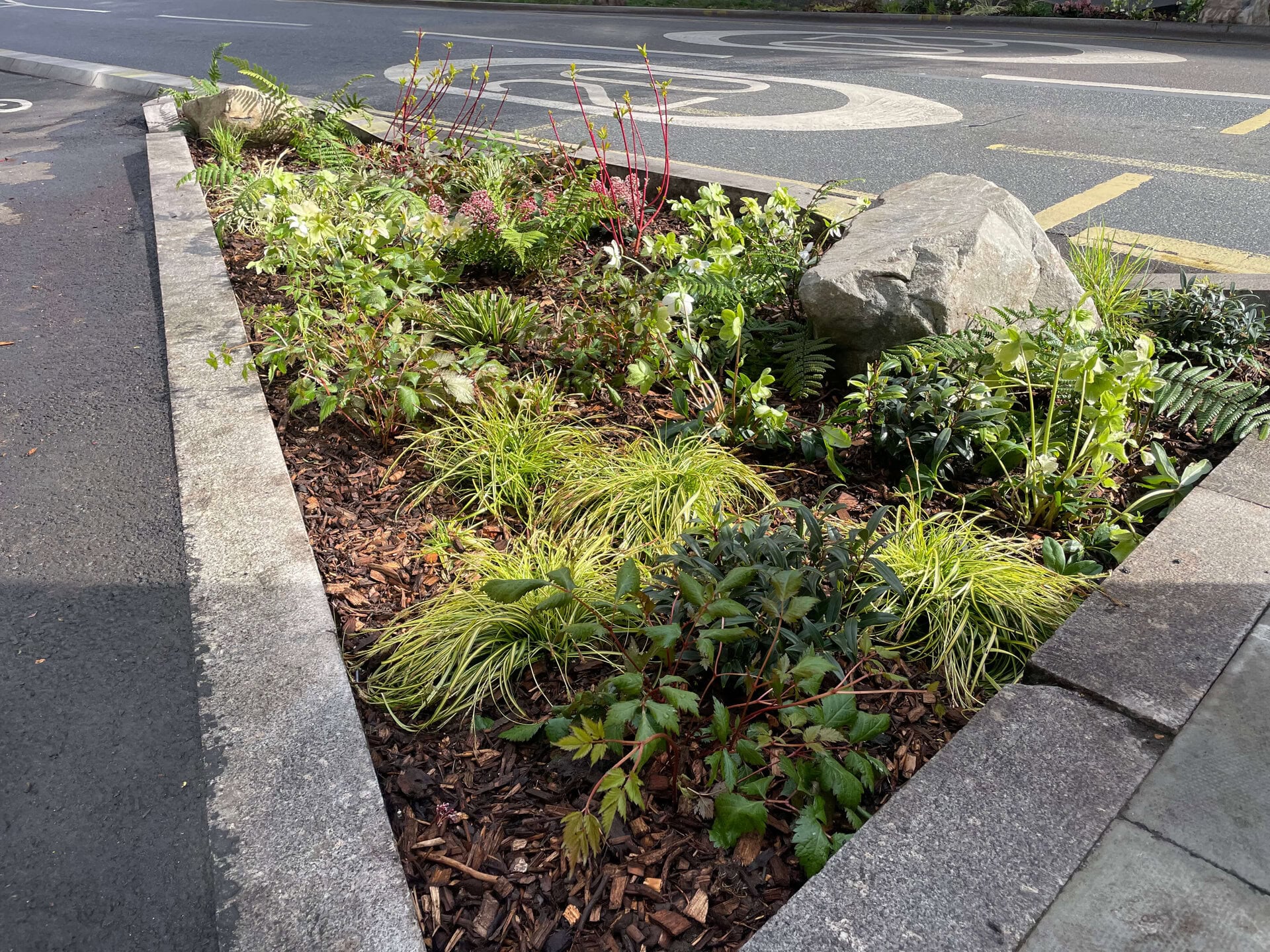 Crowndale Rain Gardens