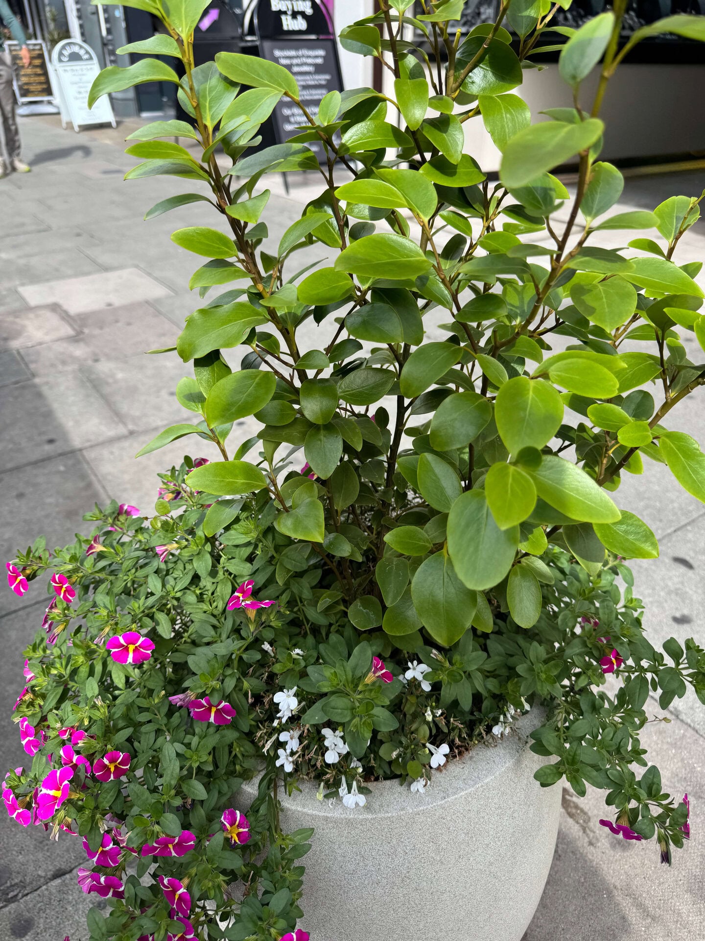 Hatton Garden Planters