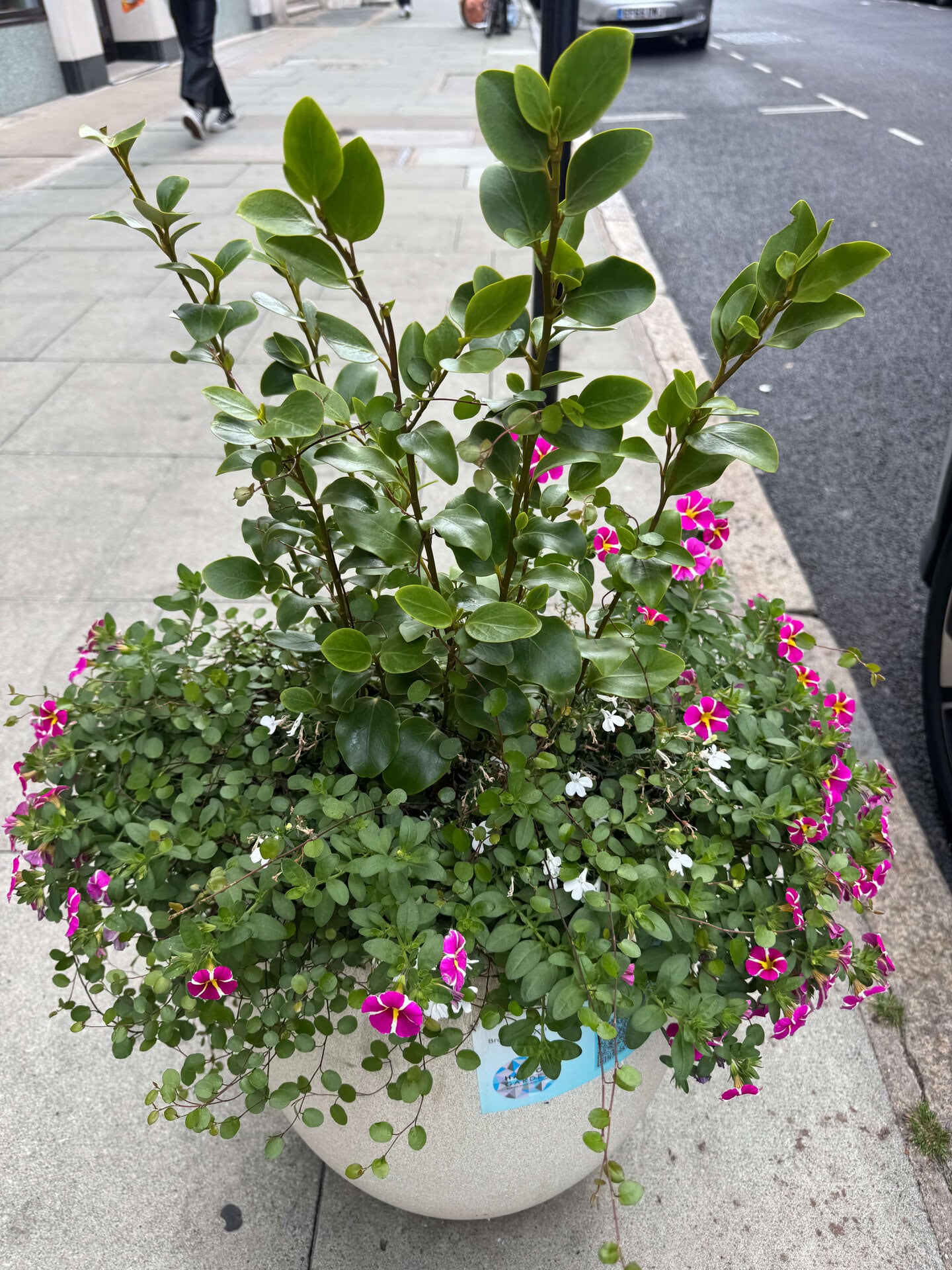 Hatton Garden Planters