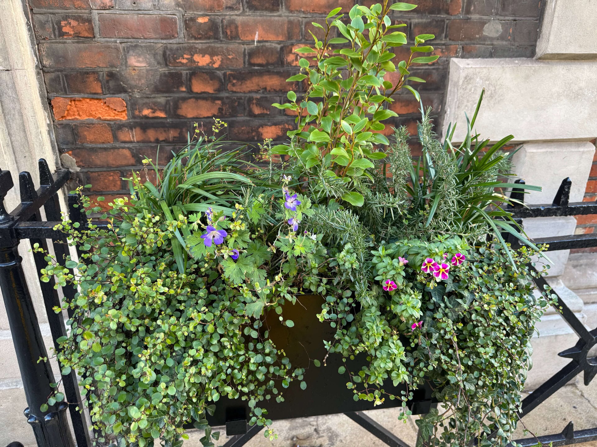 Hatton Garden Planters
