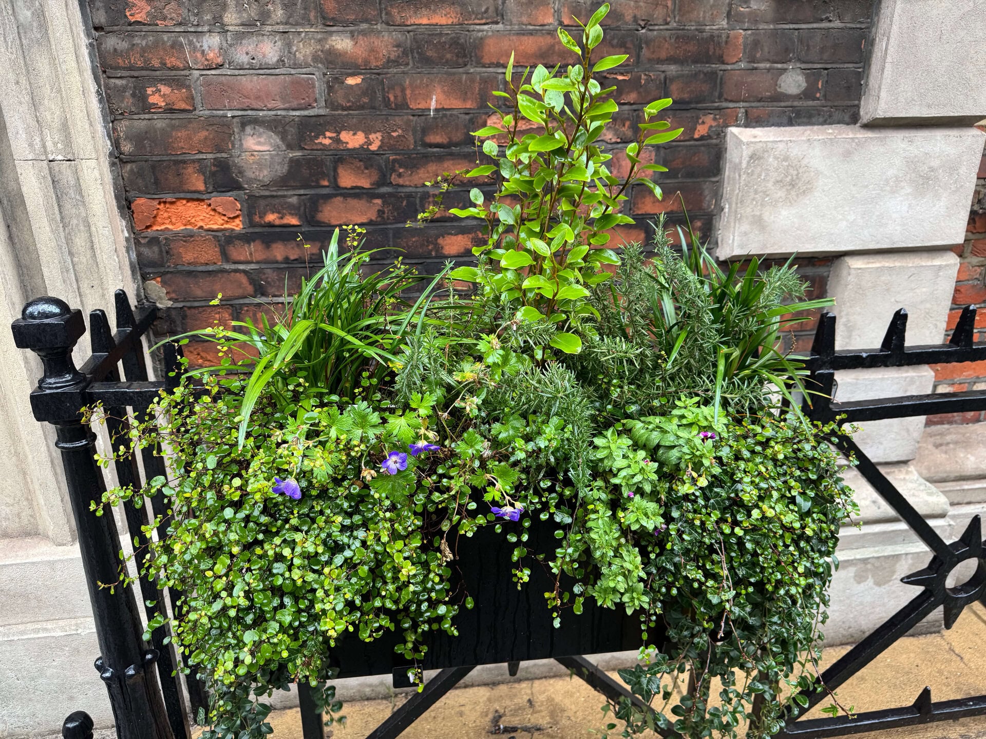 Hatton Garden Planters