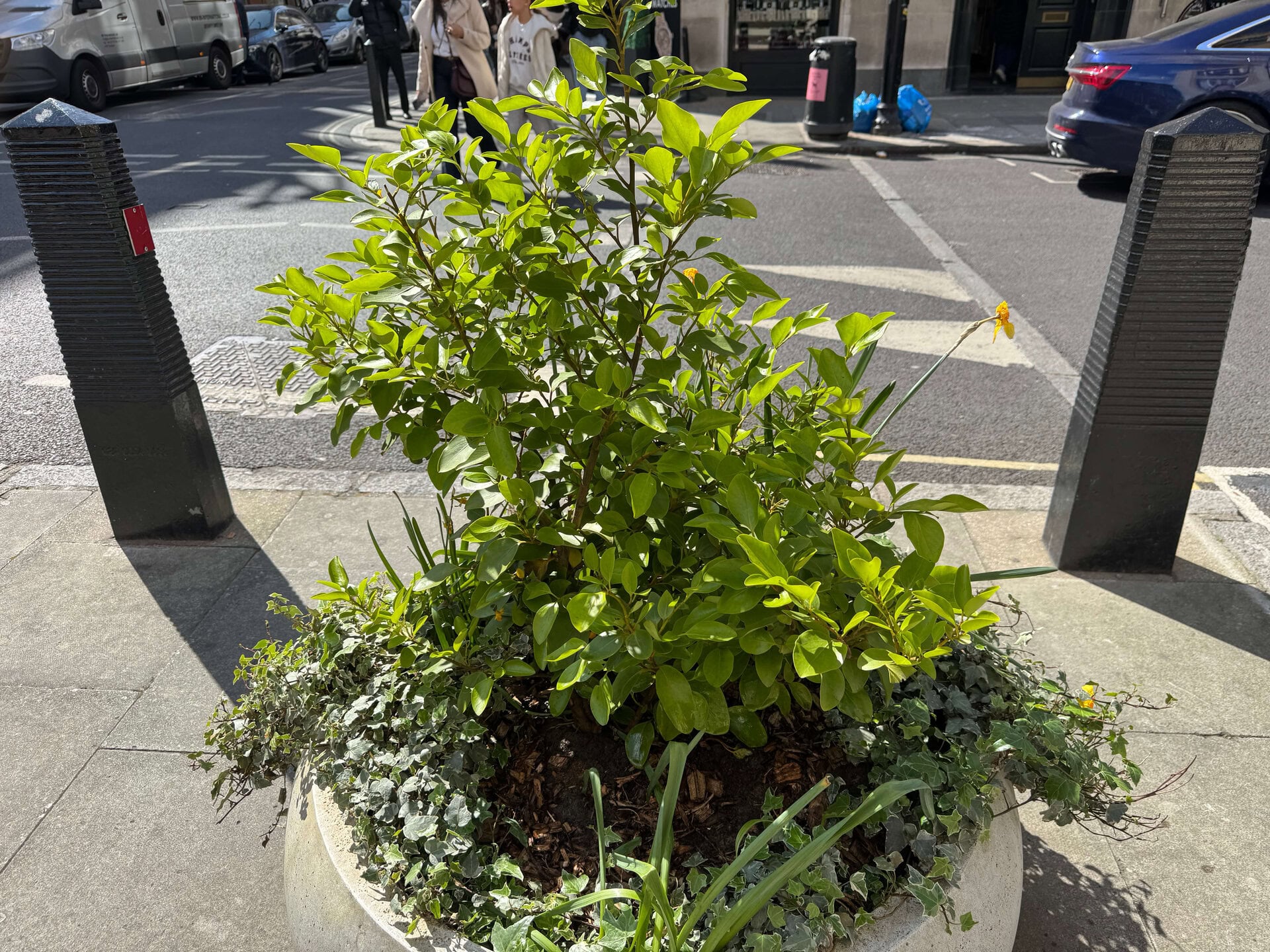 Hatton Garden Planters