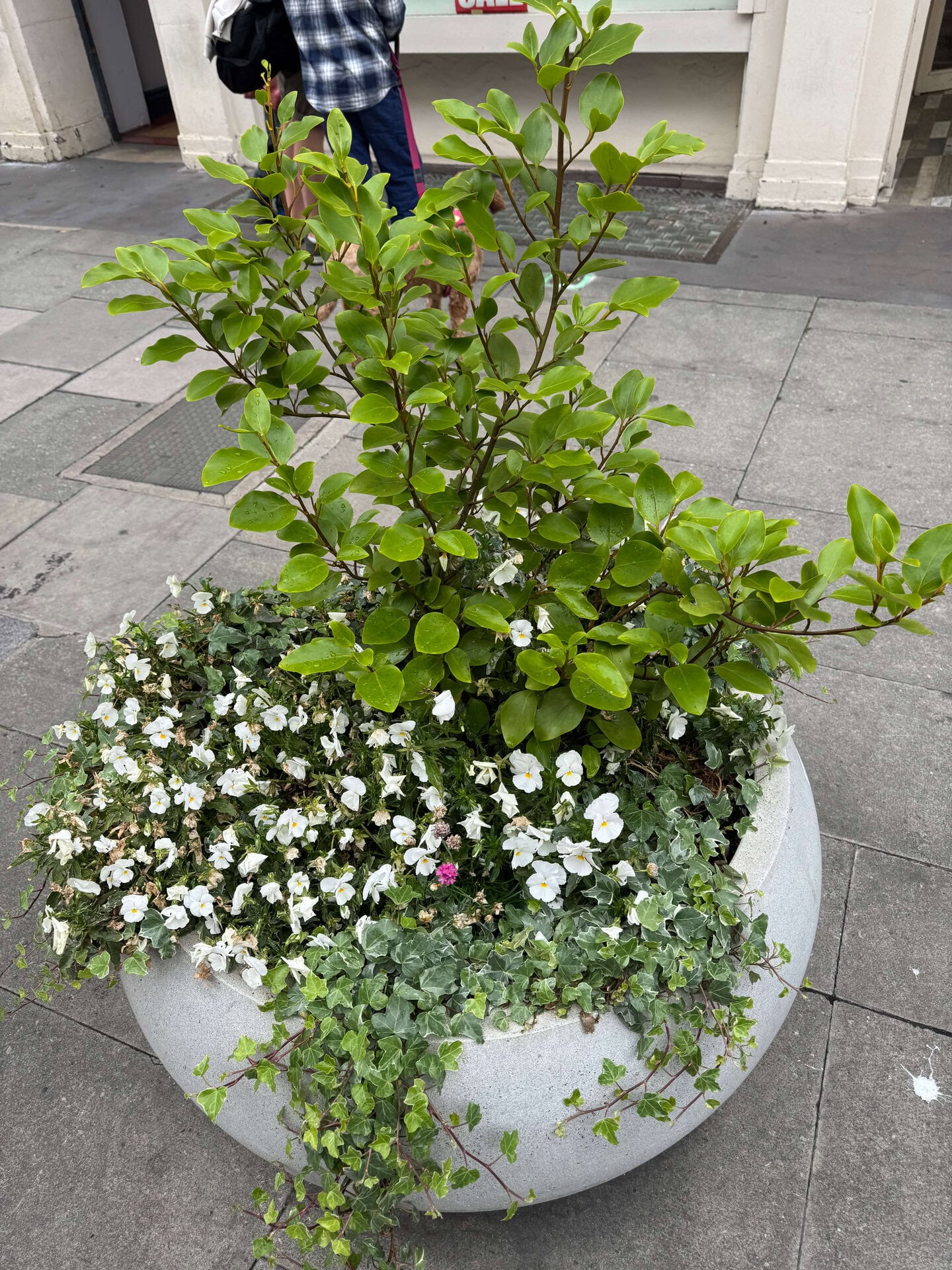 Hatton Garden Planters