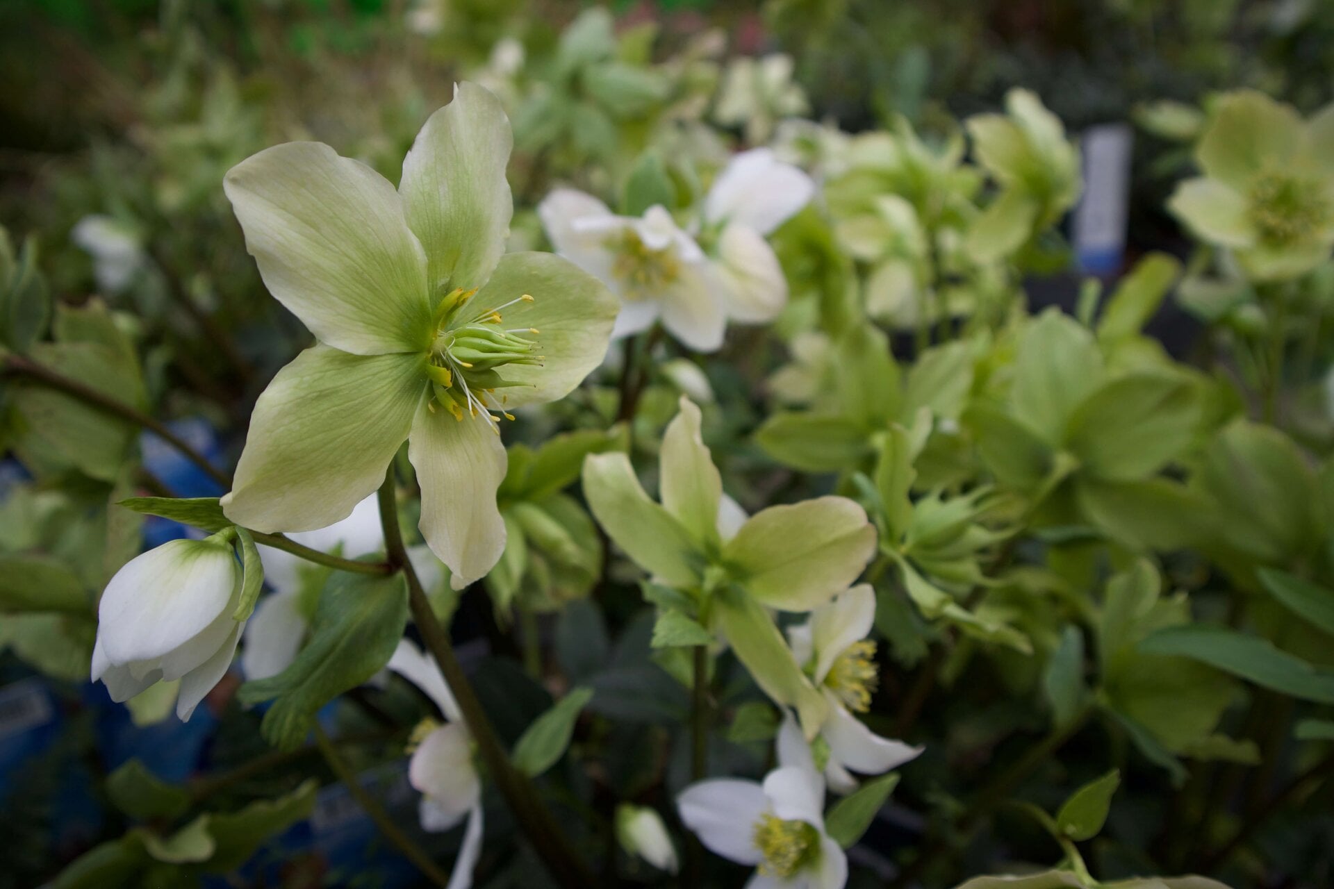 Crowndale Rain Gardens