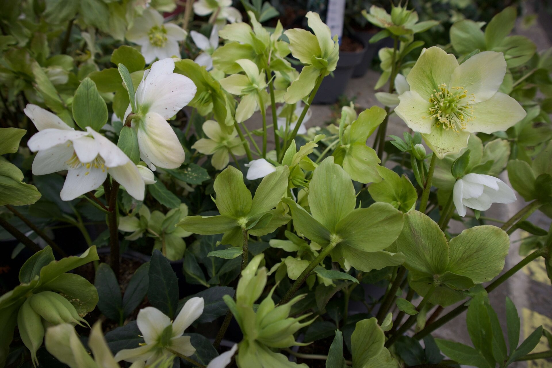 Crowndale Rain Gardens