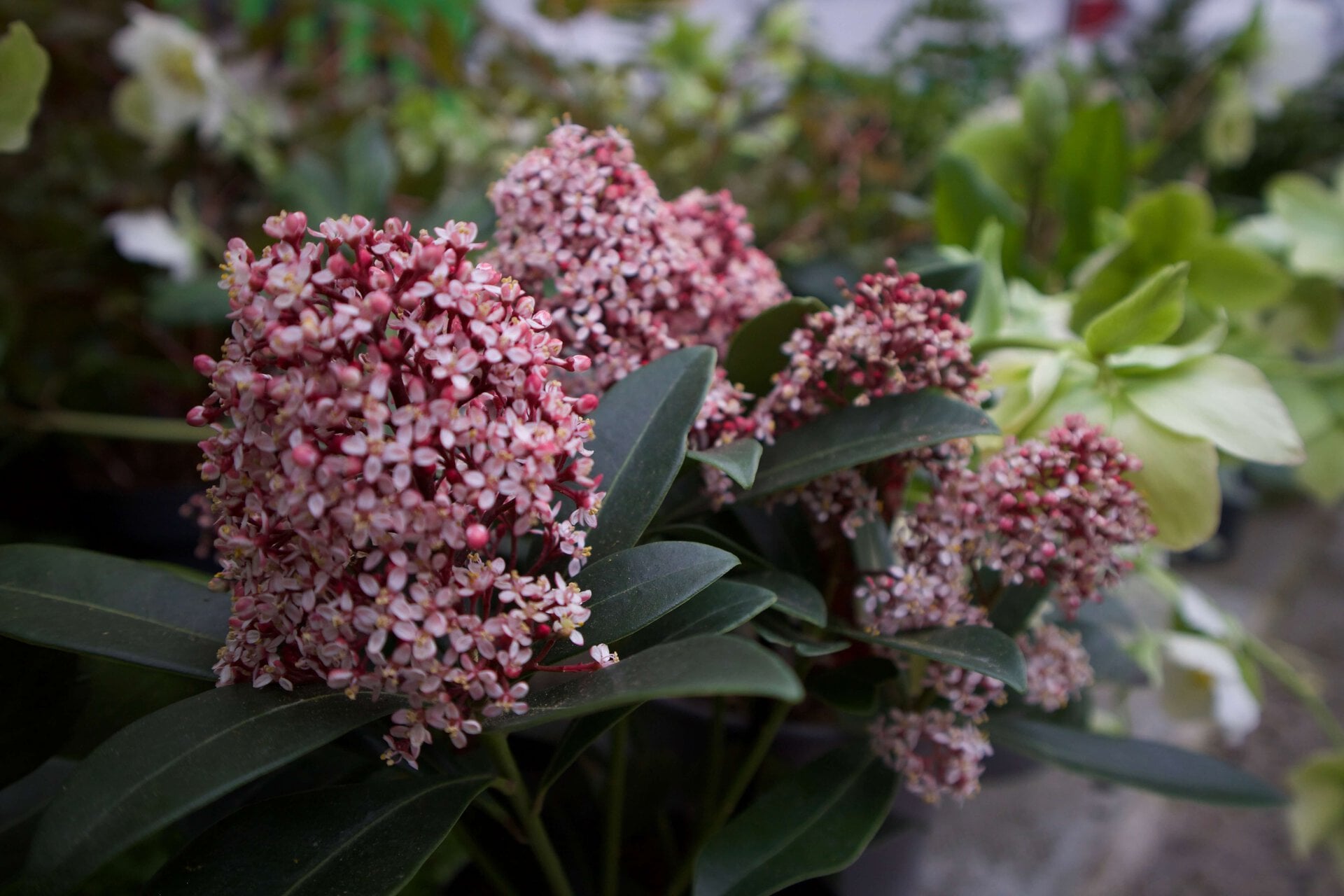 Crowndale Rain Gardens