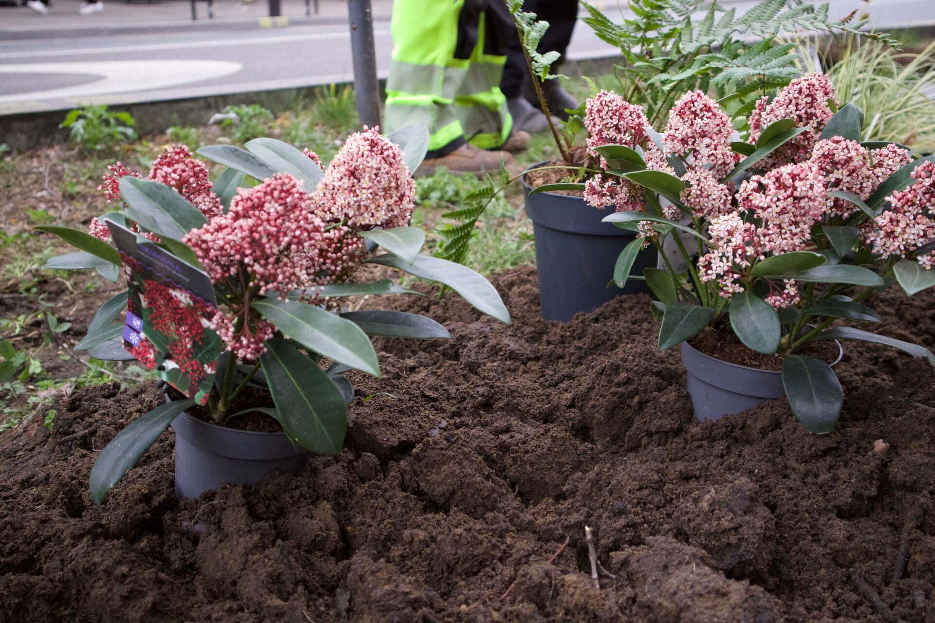 Crowndale Rain Gardens