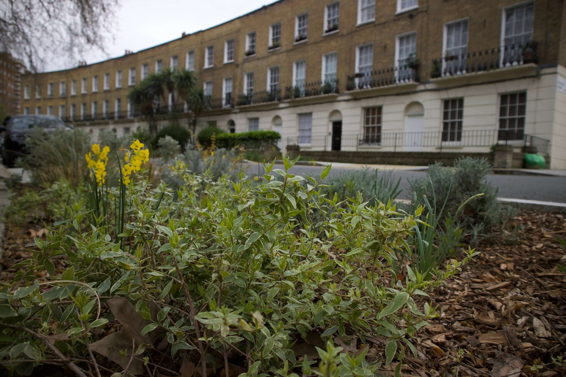 Somers Town Rain Gardens