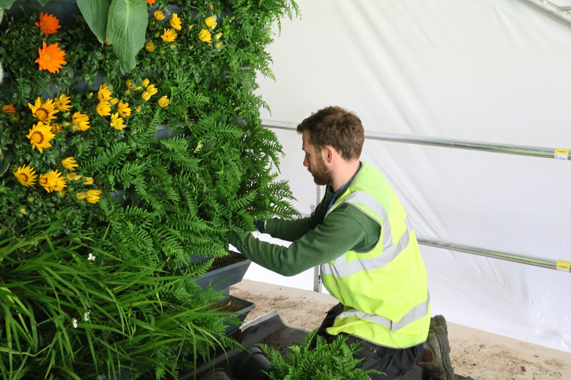 RHS Flower Shows