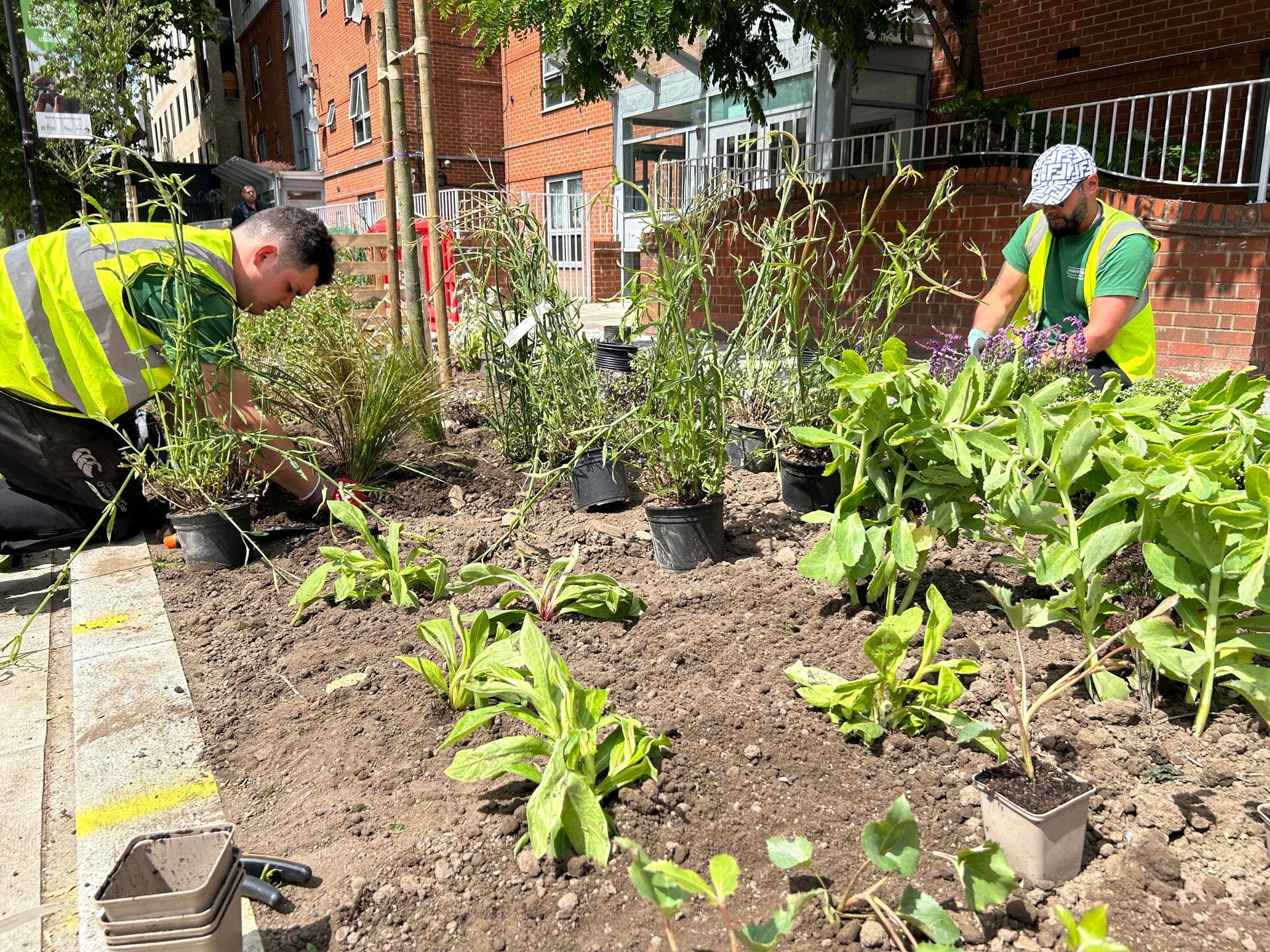 Romford Road Rain Gardens