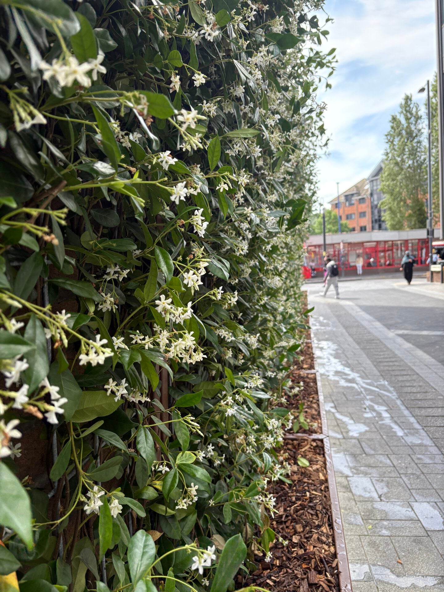 Harrow Town Centre Jasmine Green Screens