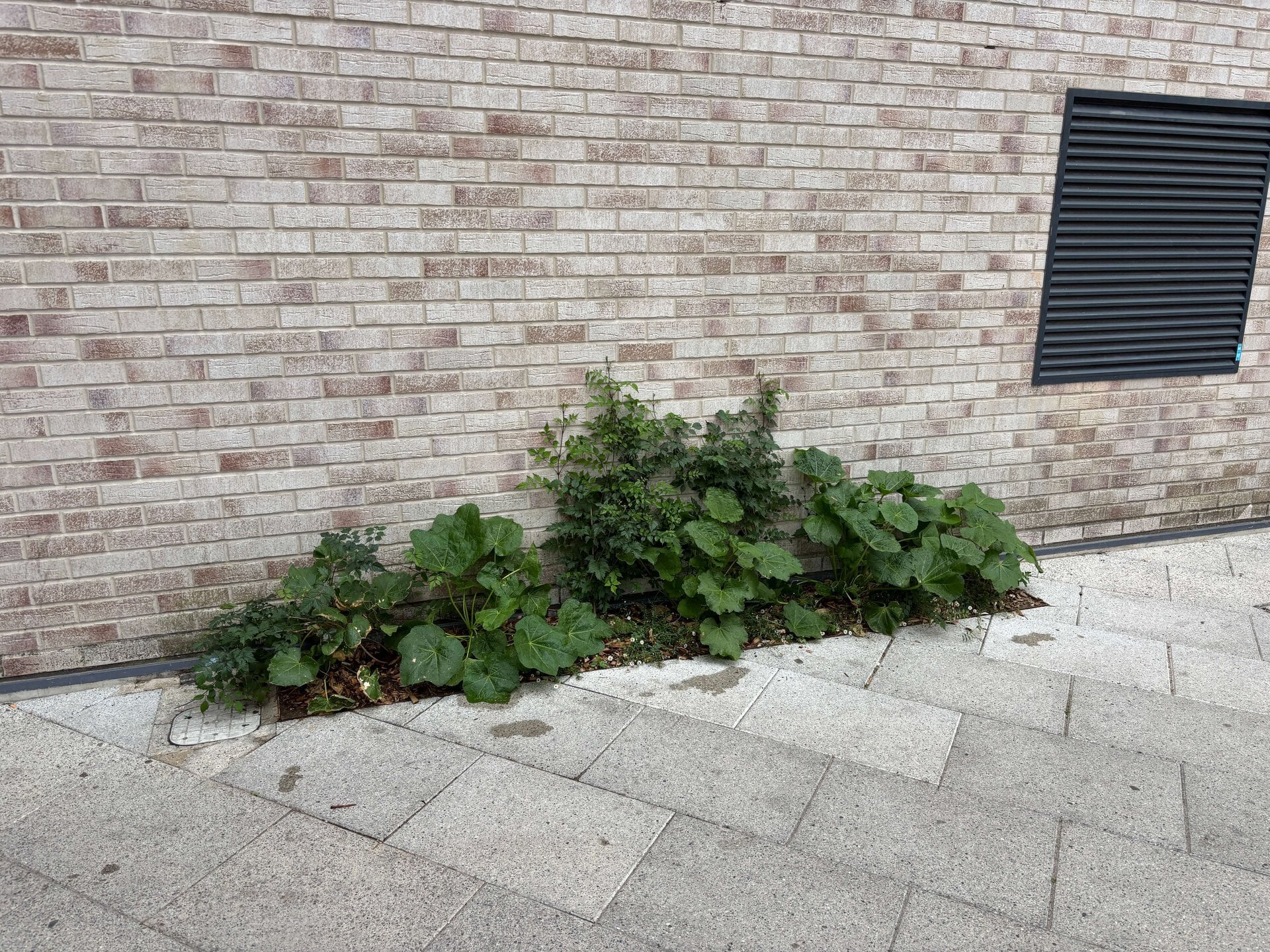 Dingwall Road Greening