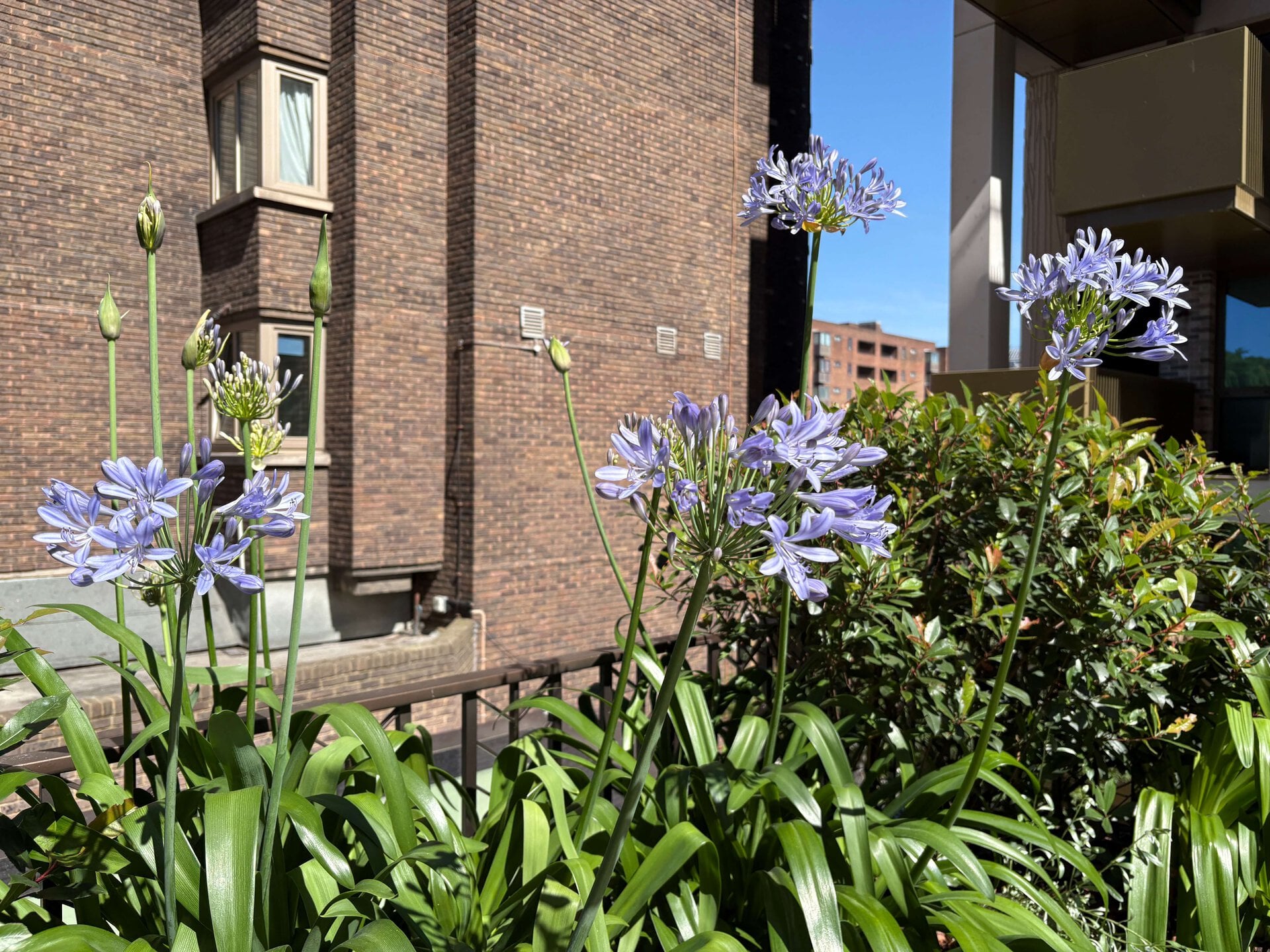 St John's Wood Terrace Garden